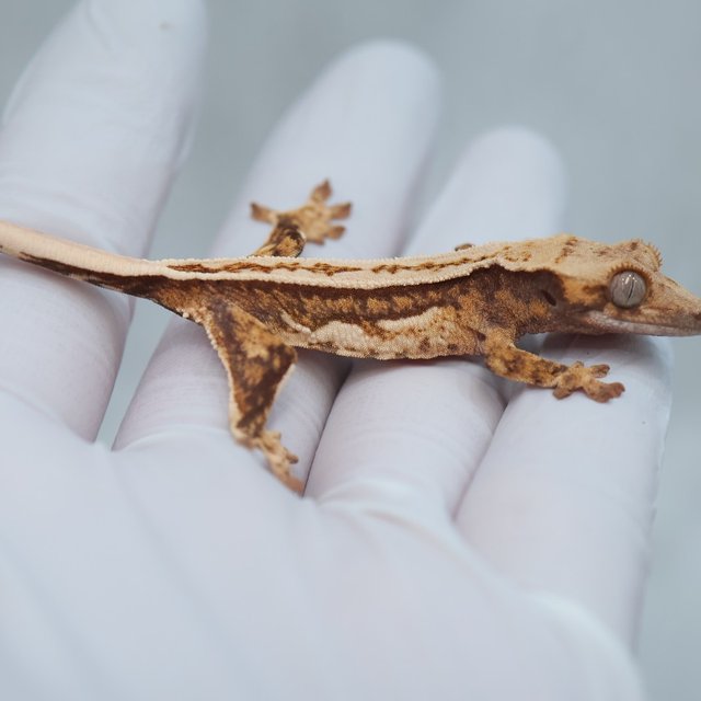 Full Pinstripe Quad 100% Het Axanthic