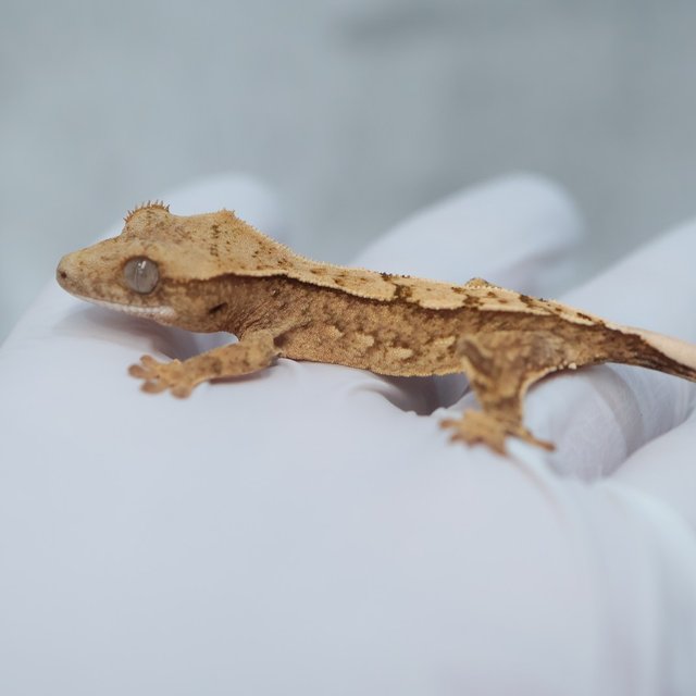 Drippy White Spot 100% Het Axanthic
