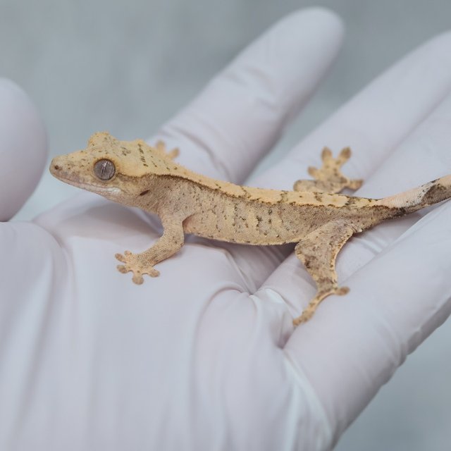 Drippy White Spot 100% Het Axanthic