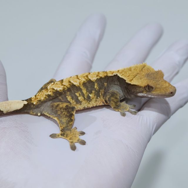 익스트림할리퀸