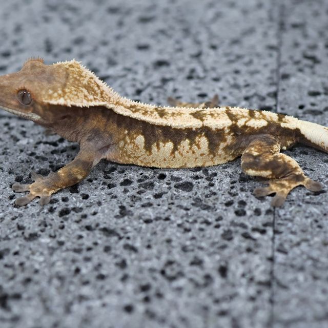 세이블 트라이
