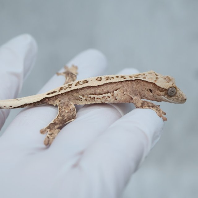Full Pinstripe Quad 100% Het Axanthic