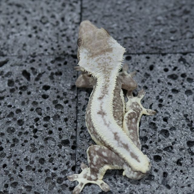 릴잔틱