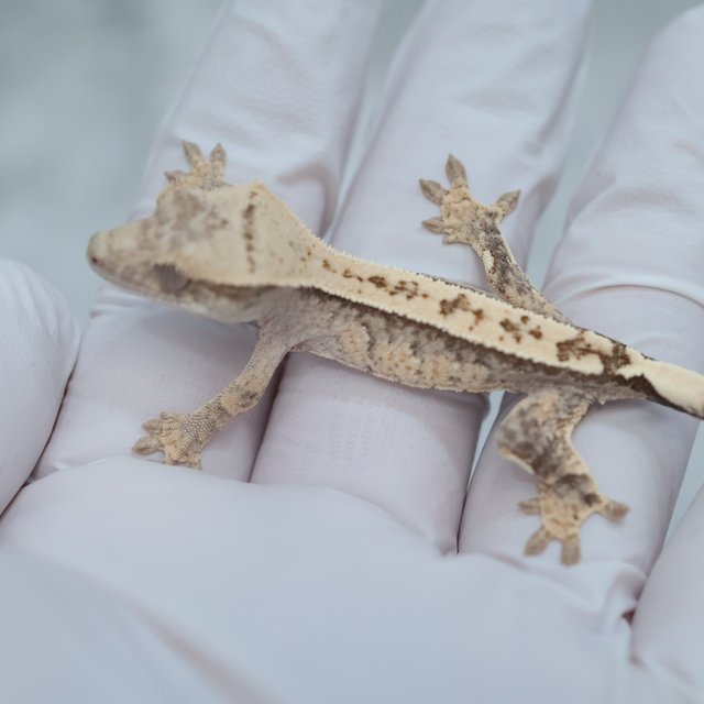 Drippy White Spot 100% Het Axanthic
