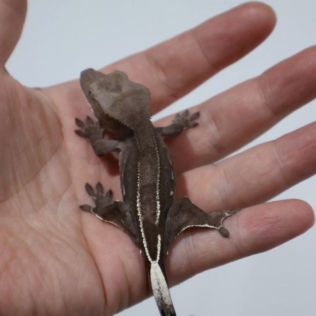 아잔틱