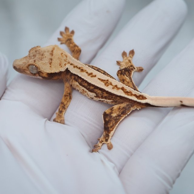 Full Pinstripe Quad 100% Het Axanthic