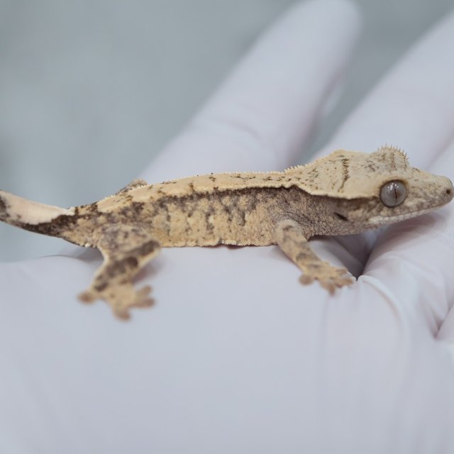 Drippy White Spot 100% Het Axanthic