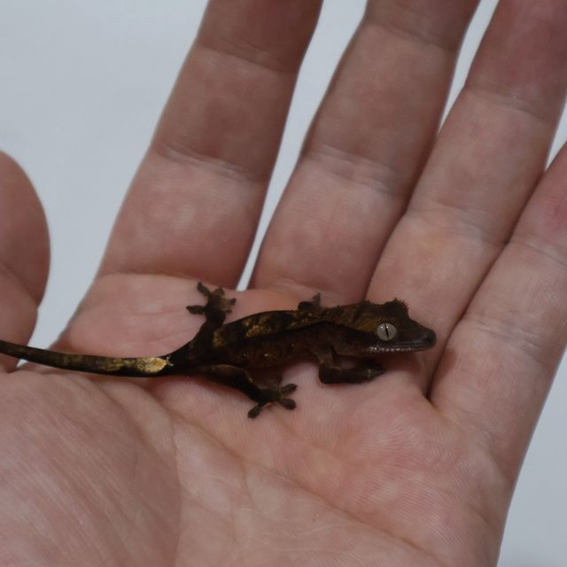 팬텀 다크 블랙 챠콜