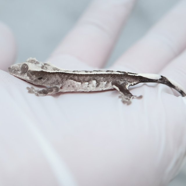 Axanthic