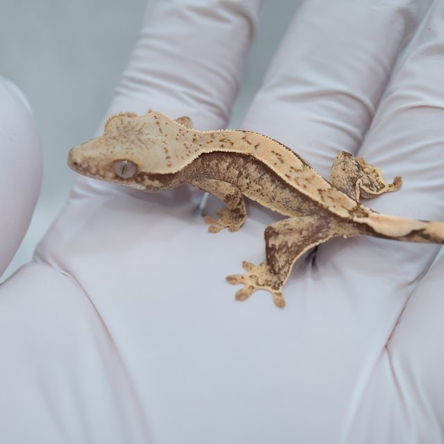 Drippy White Spot 100% Het Axanthic