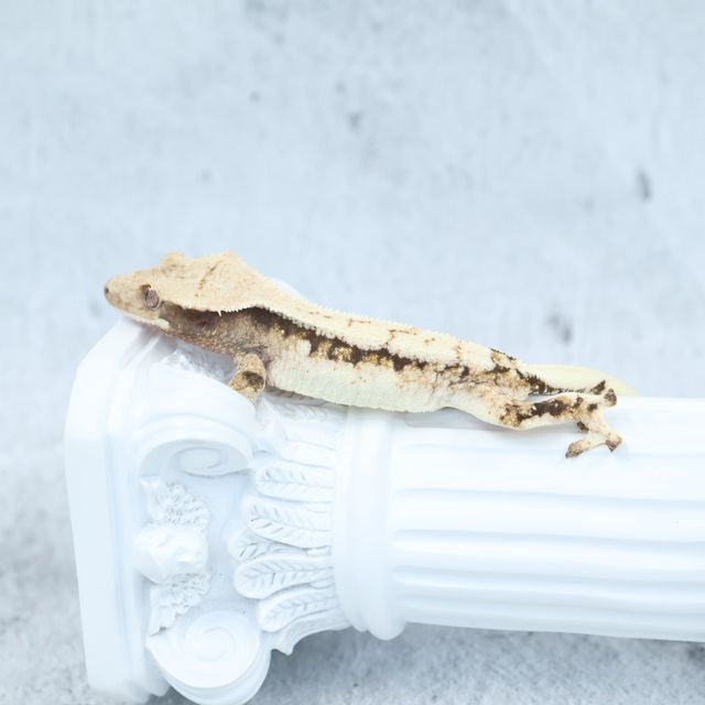 드리피 화이트스팟