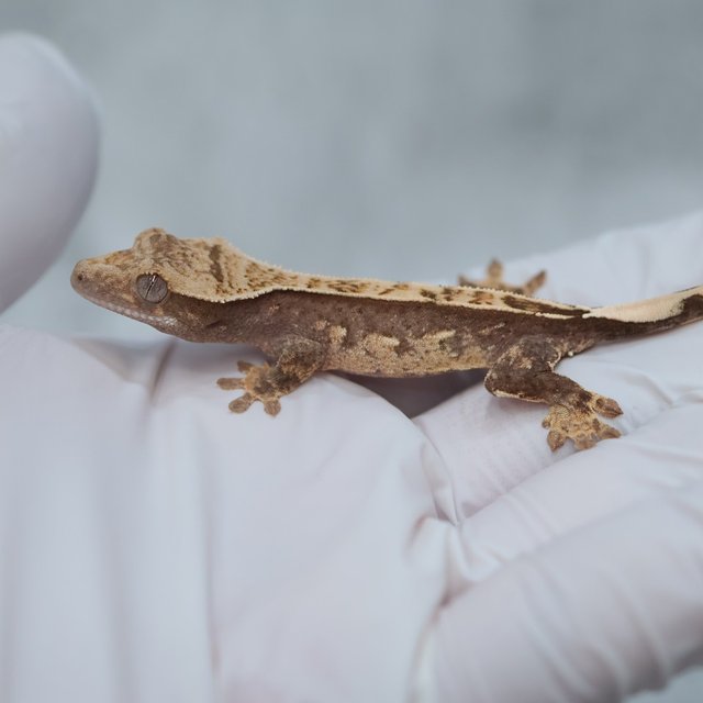 Tri 100% Het Axanthic