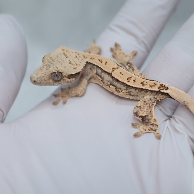 Drippy White Spot 100% Het Axanthic