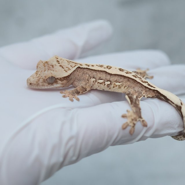 Full Pinstripe Quad 100% Het Axanthic