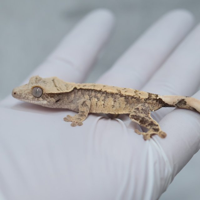 Drippy White Spot 100% Het Axanthic