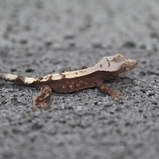 Sable 100% Het Axanthic