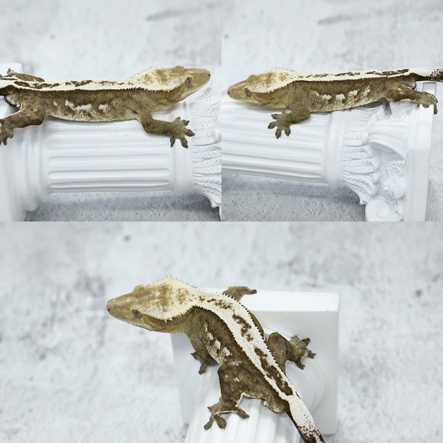 Super Stripe White Spot
