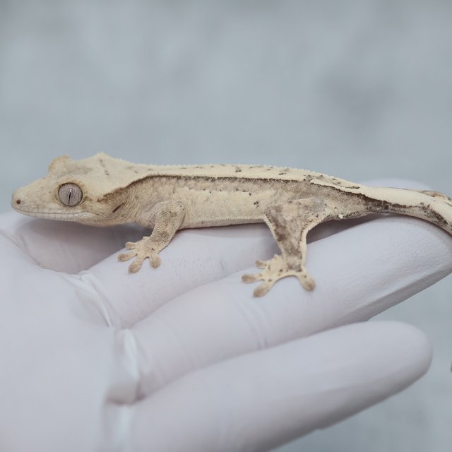 100% Het Axanthic Drippy