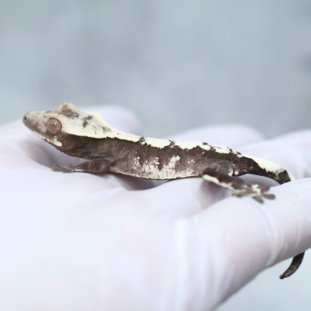 Drippy Axanthic