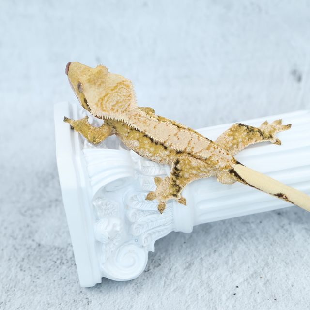 드리피 화이트스팟