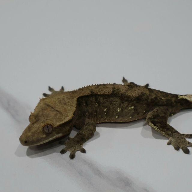 블랙 챠콜