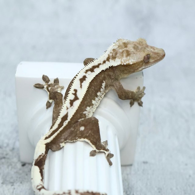 Super Stripe Axanthic