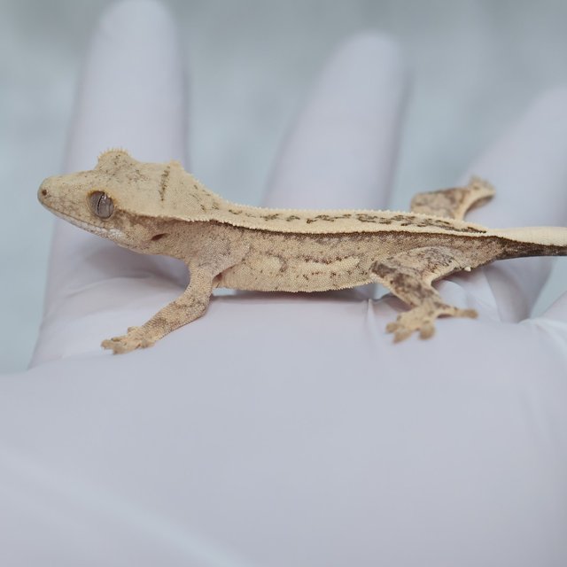 Full Pinstripe 100% Het Axanthic Quad