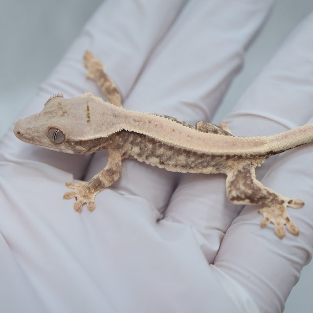 100% Het Axanthic Lilly White