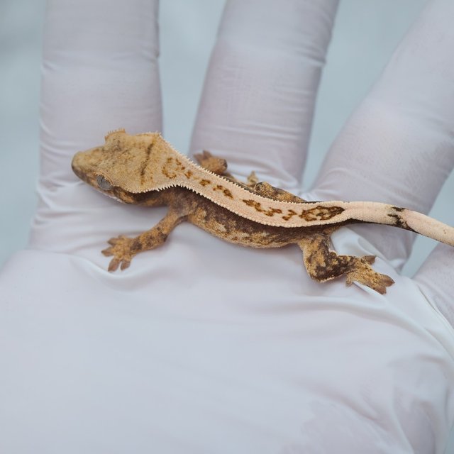Drippy White Spot 100% Het Axanthic