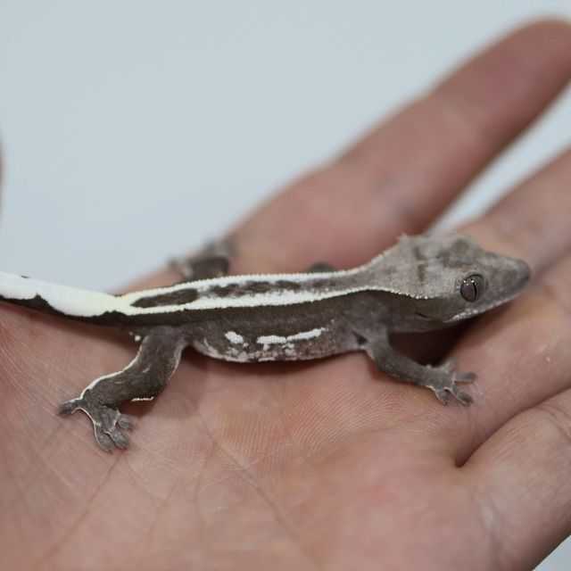 아잔틱