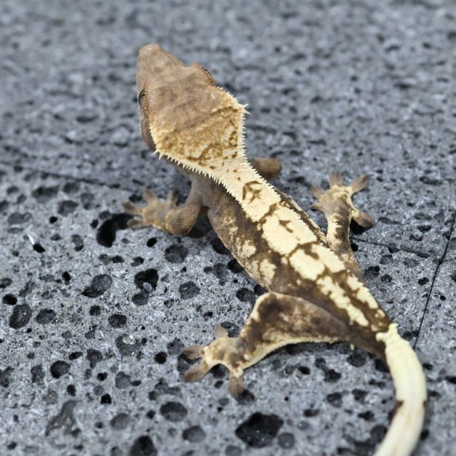 세이블 트라이