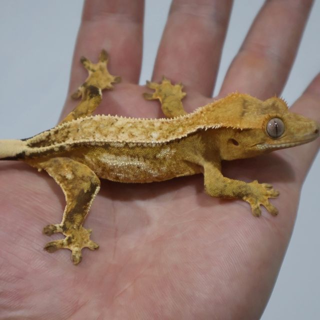 크림시클