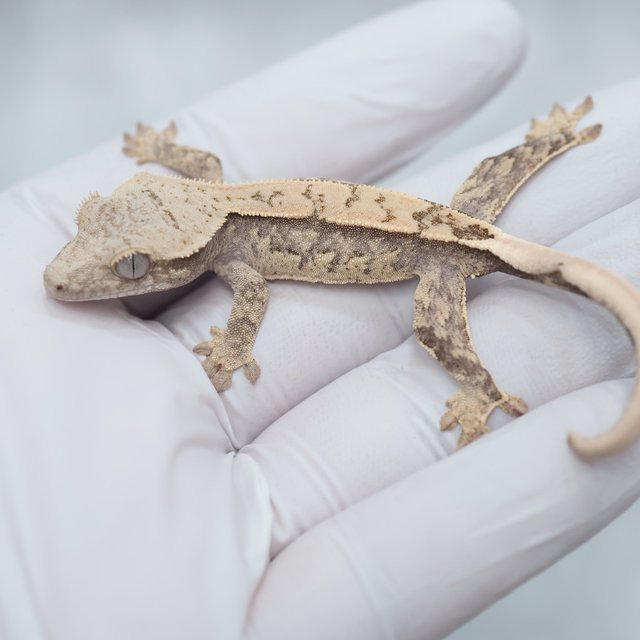 Drippy 100% Het Axanthic