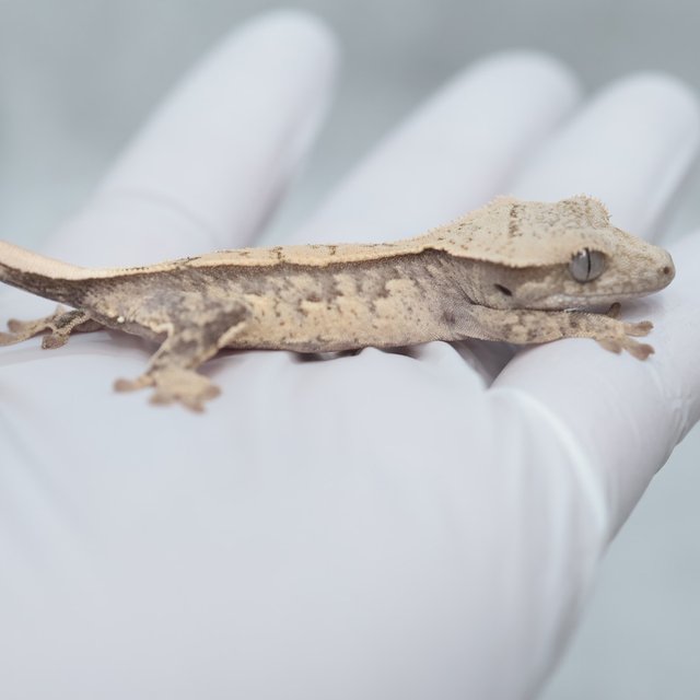 Drippy 100% Het Axanthic