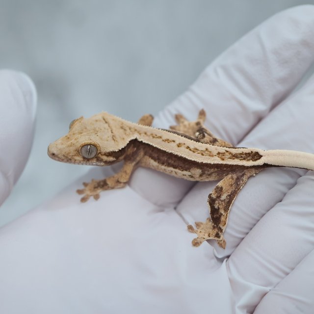 100% Het Axanthic Quad Full Pinstripe