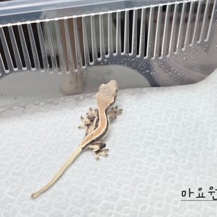 마요원