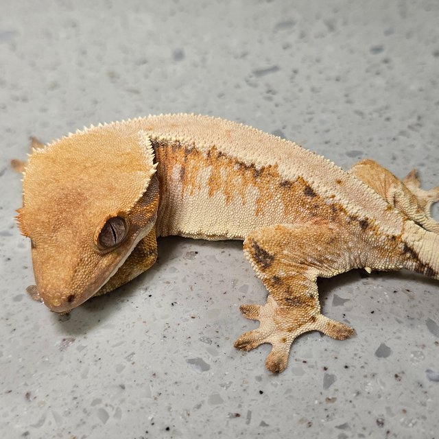 노멀 트라이 드리피 화이트스팟 텐저린