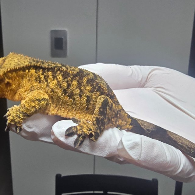 노멀 타이거 다크 브린들