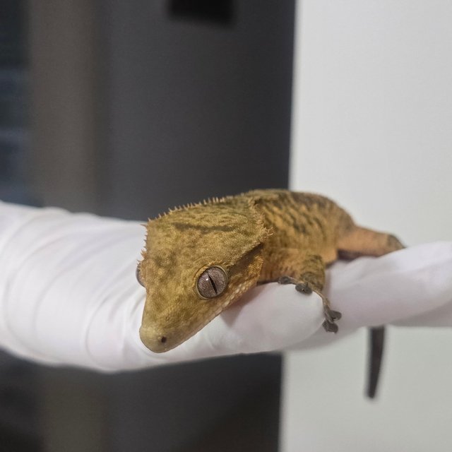 노멀 타이거 다크 브린들