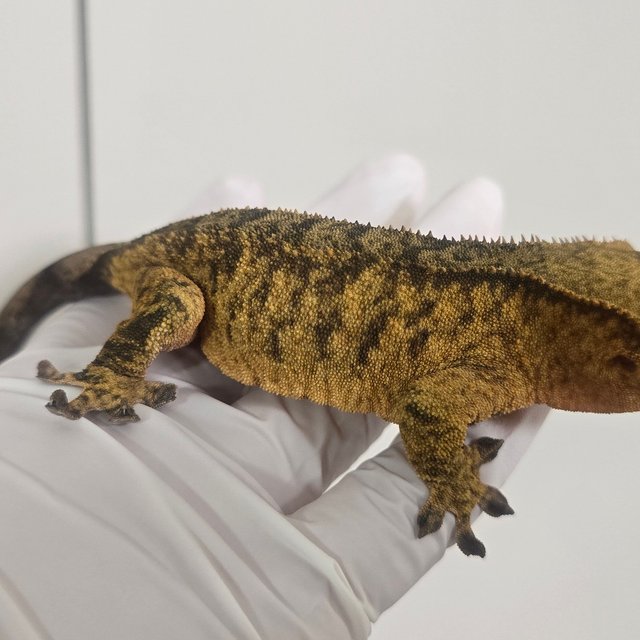 노멀 타이거 다크 브린들