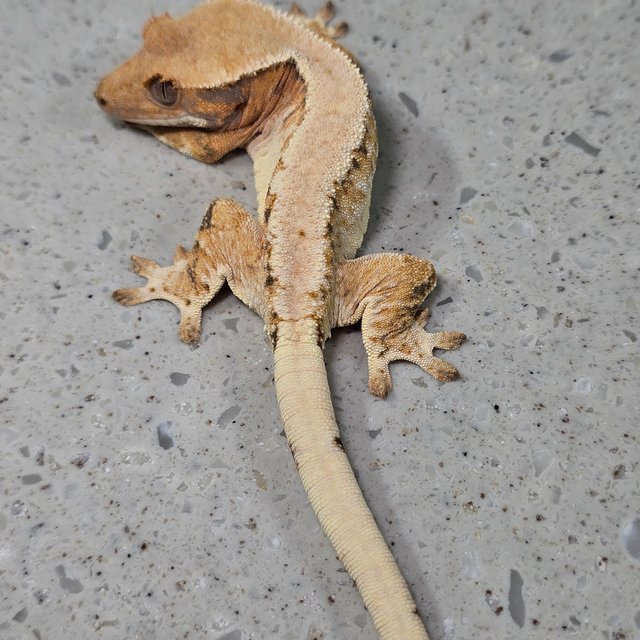 노멀 트라이 드리피 화이트스팟 텐저린