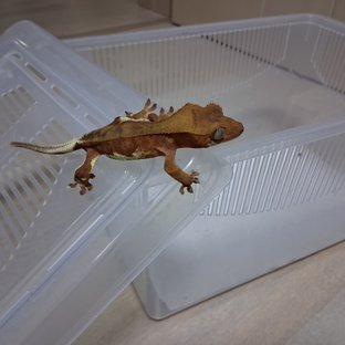 팬텀 릴리화이트