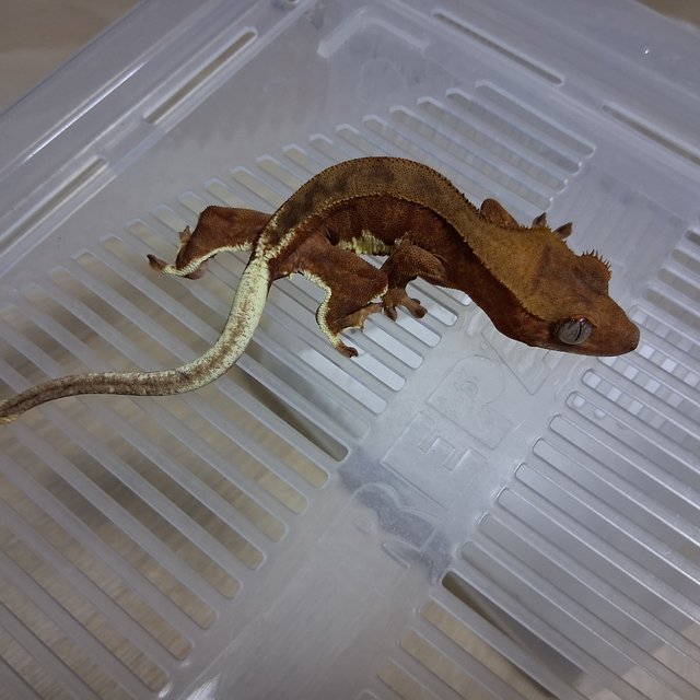 팬텀 릴리화이트