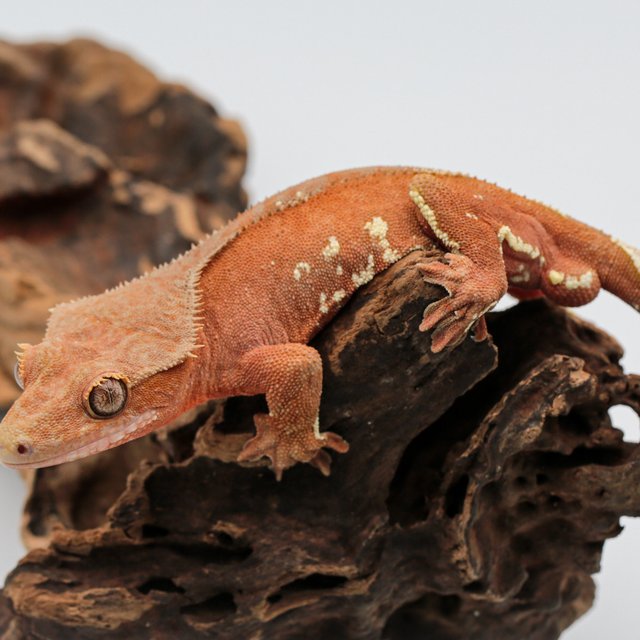 바이 레드 화이트포트홀