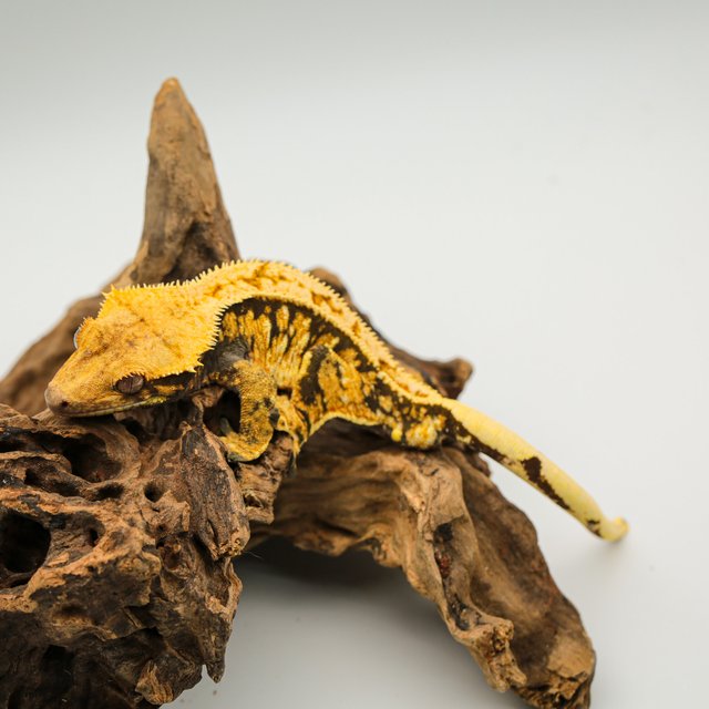 노멀 옐로우 익스트림할리퀸