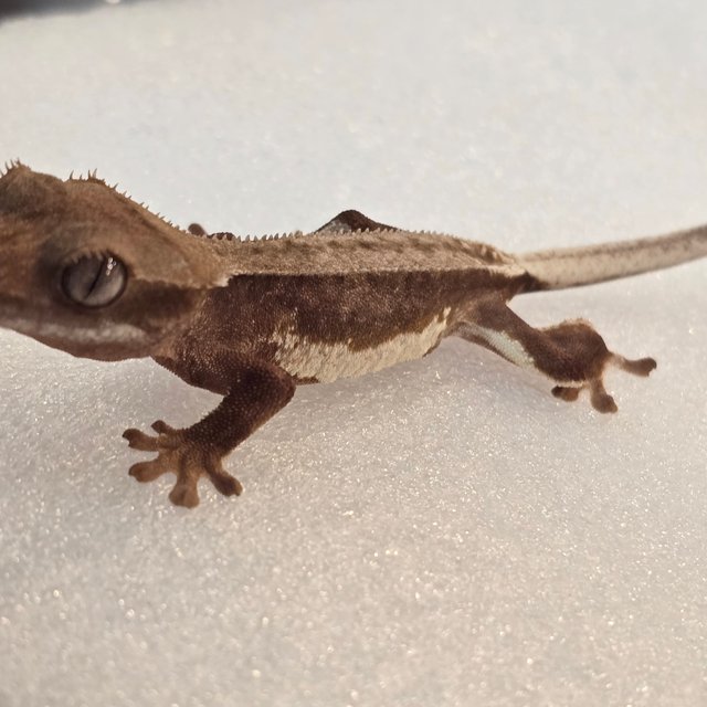 릴리화이트 팬텀 레드 풀핀