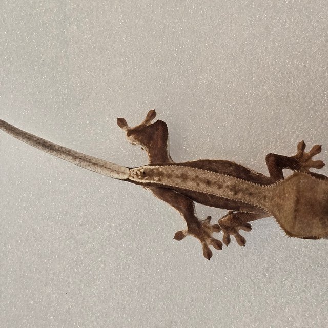 릴리화이트 팬텀 레드 풀핀