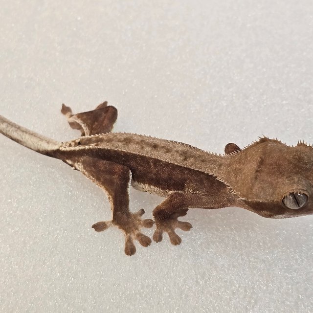 릴리화이트 팬텀 레드 풀핀