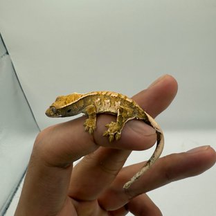 노멀 트라이 익스트림할리퀸 텐저린