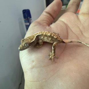 노멀 트라이 익스트림할리퀸 텐저린